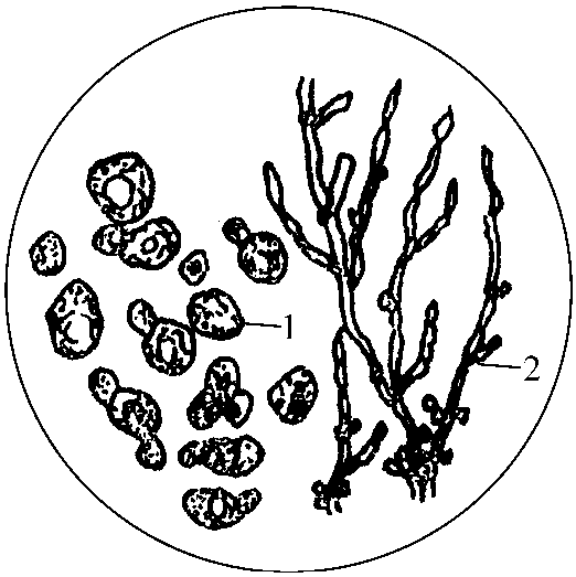 酵母菌